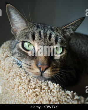 Eine Nahaufnahme eines schwarzen und grauen Tiger gestreift tabby Katze mit grünen Augen, in die Kamera schaut Stockfoto
