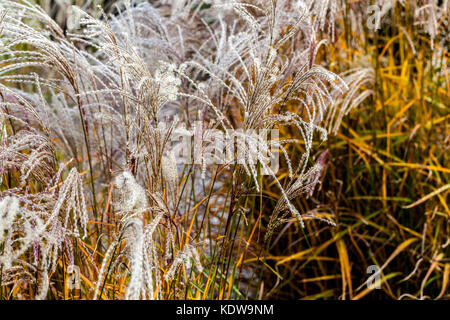 Chinesische silber Gras, Miscanthus sinensis 'Flamingo' Stockfoto