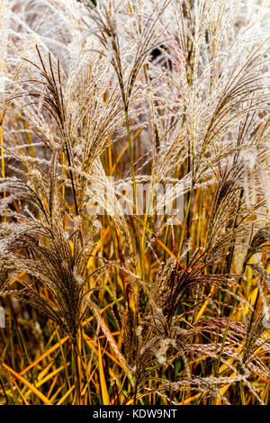 Chinesische silber Gras, Miscanthus sinensis 'Flamingo' Stockfoto