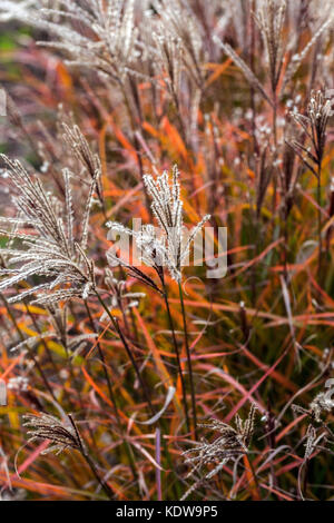 Chinesische silber Gras, Miscanthus sinensis 'Ferner Osten' Stockfoto
