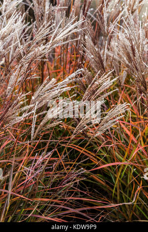 Chinesische silber Gras, Miscanthus sinensis 'Ferner Osten' Stockfoto
