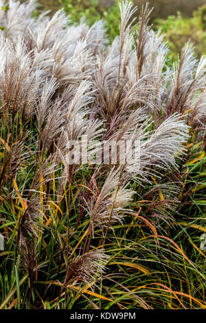 Chinesisches Silbergras Miscanthus sinensis „Silberturm“ Miscanthus Herbstgräser Ornamentaler Grasgarten Miscanthus Silberturm herbstliche Oktoberfedern Stockfoto