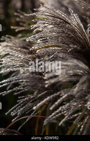 Chinesische silber Gras, Miscanthus sinensis ilberturm' Stockfoto