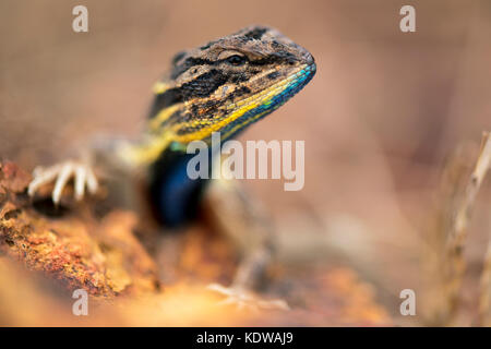 Das Bild der Ventilator throated Lizard (Sitana ponticeriana) wurde in Satara, Maharashtra, Indien genommen Stockfoto