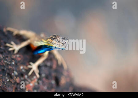 Das Bild der Ventilator throated Lizard (Sitana ponticeriana) wurde in Satara, Maharashtra, Indien genommen Stockfoto