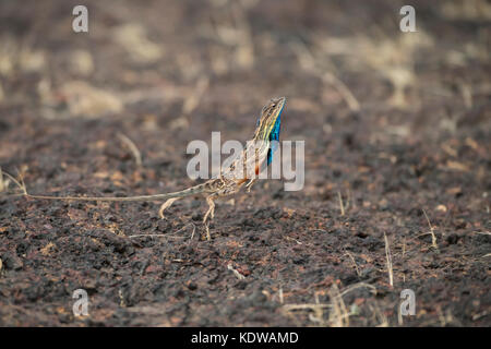 Das Bild der Ventilator throated Lizard (Sitana ponticeriana) wurde in Satara, Maharashtra, Indien genommen Stockfoto