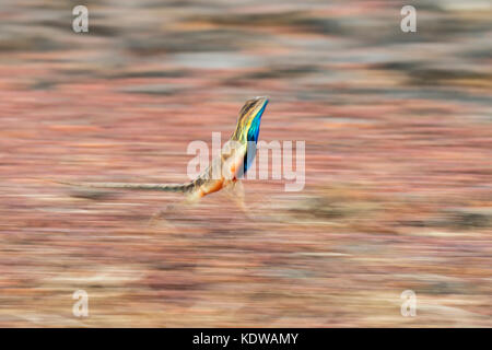 Das Bild der Ventilator throated Lizard (Sitana ponticeriana) wurde in Satara, Maharashtra, Indien verschoben Stockfoto