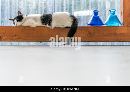 Eine schwarz-weiße Katze schlafen auf einen Holzbalken mit einem weißen Hintergrund Stockfoto