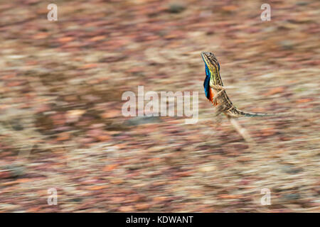 Das Bild der Ventilator throated Lizard (Sitana ponticeriana) wurde in Satara, Maharashtra, Indien verschoben Stockfoto