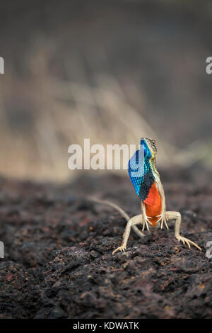 Das Bild der Ventilator throated Lizard (Sitana ponticeriana) wurde in Satara, Maharashtra, Indien genommen Stockfoto