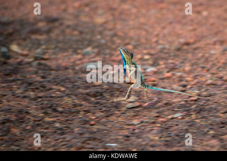 Das Bild der Ventilator throated Lizard (Sitana ponticeriana) wurde in Satara, Maharashtra, Indien verschoben Stockfoto