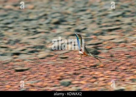 Das Bild der Ventilator throated Lizard (Sitana ponticeriana) wurde in Satara, Maharashtra, Indien verschoben Stockfoto