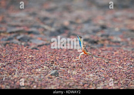 Das Bild der Ventilator throated Lizard (Sitana ponticeriana) wurde in Satara, Maharashtra, Indien verschoben Stockfoto