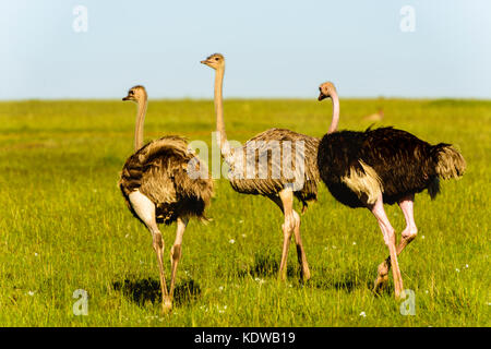 Ein paar Strauße in der Nähe jedes anderen mit Hals in der grünen Wiese überquert Stockfoto