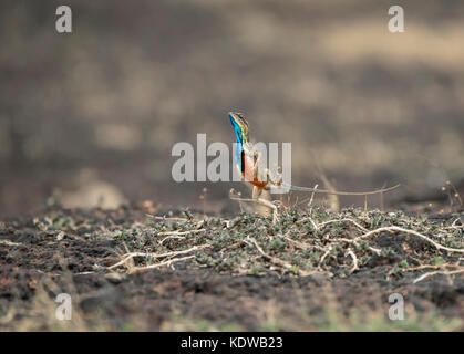 Das Bild der Ventilator throated Lizard (Sitana ponticeriana) wurde in Satara, Maharashtra, Indien genommen Stockfoto