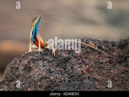 Das Bild der Ventilator throated Lizard (Sitana ponticeriana) wurde in Satara, Maharashtra, Indien genommen Stockfoto