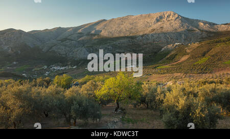 Olivenhaine an den Hängen der Sierra de Tejeda, Axarquia, der Provinz Malaga, Andalusien, Spanien Stockfoto