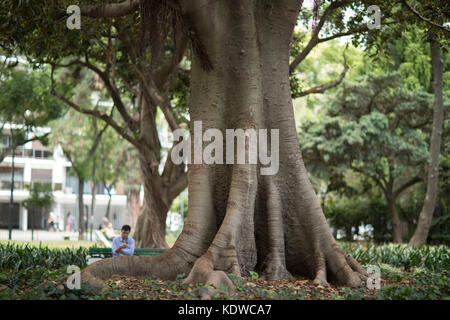 Ein Baum im Jardin Botanico Carlos Thays, Palermo, Buenos Aires, Argentinien Stockfoto