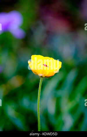 Schließen Sie herauf Bild einer einzigen Gelben Turbane Hahnenfuß (Ranunculus asiaticus) Blume in voller Blüte. Stockfoto