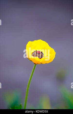 In der Nähe Bild von einer einzigen Gelben Turbane Hahnenfuß (Ranunculus asiaticus) Blume in voller Blüte. Stockfoto