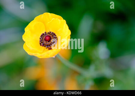 In der Nähe Bild von einer einzigen Gelben Turbane Hahnenfuß (Ranunculus asiaticus) Blume in voller Blüte. Stockfoto