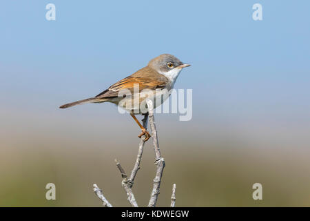 Whitethroat thront auf einem Zweig in Cornwall mit einem blauen Himmel im Hintergrund. Stockfoto