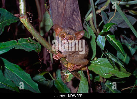 Indonesien. Sulawesi. Tierwelt. Östlichen Tarsier. Stockfoto