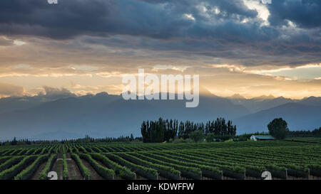 Die Anden von den Weinbergen der Uco Tal nr Tupungato, Mendoza, Provinz, Argentinien Stockfoto