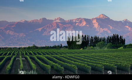 Die Anden von den Weinbergen der Uco Tal nr Tupungato, Mendoza, Provinz, Argentinien Stockfoto