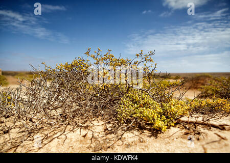 Blick auf die Wüste Landschaft auf der Insel der Kapverden im Sommer Stockfoto