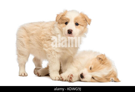 Zwei Border Collie Welpen, 6 Wochen alt,, eine Lüge ist und Schlafen, der andere stehen und vor weißem Hintergrund Stockfoto