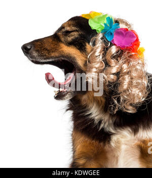 Seitenansicht eines Border Collie mit einer blonden Perücke, Gähnen, isoliert auf weißem Stockfoto