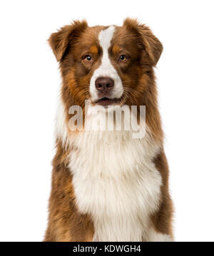 Stolz Border Collie Stockfoto