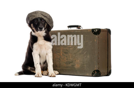 Border Collie sitzend neben einem alten Koffer Stockfoto