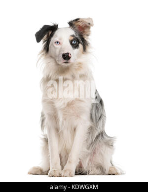 Border Collie sitzend mit Heterochromia vor einem weißen Hintergrund Stockfoto