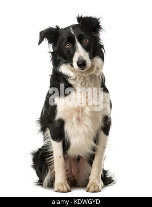 Border-Collie sitzt vor einem weißen Hintergrund Stockfoto