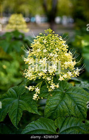 Blumen Stockfoto