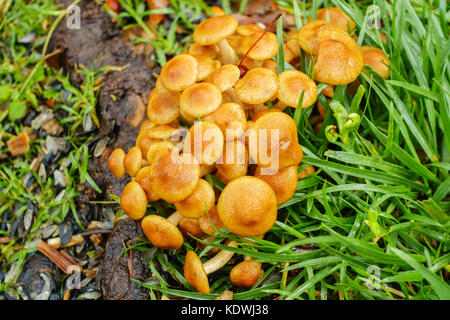 Ein Patch von Honig Pilz Armillaria Mellea Pilze, wachsende um Crabapple, Malus, Baumwurzeln in einem städtischen Rasen in Oklahoma City, Oklahoma, USA. Stockfoto