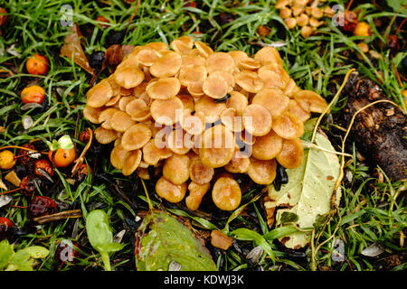 Ein Patch von Honig Pilz Armillaria Mellea Pilze, wachsende um Crabapple, Malus, Baumwurzeln in einem städtischen Rasen in Oklahoma City, Oklahoma, USA. Stockfoto