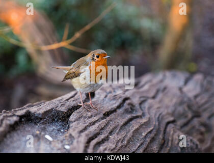 Kein Batman, Robin, in Cardiff, South Wales, Großbritannien Stockfoto