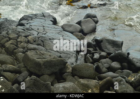 Krabben in Kona Bay, Hawaii Stockfoto