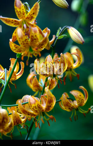 Lilium martagon Megan, Lilie, Lilien, Orange, Gelb, Blume, Blumen, Stauden, Sommer, Schatten, Schatten, Türken Kappe, RM Floral Stockfoto