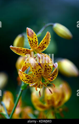 Lilium martagon Megan, Lilie, Lilien, Orange, Gelb, Blume, Blumen, Stauden, Sommer, Schatten, Schatten, Türken Kappe, RM Floral Stockfoto