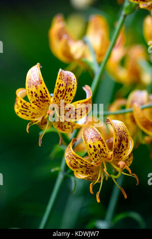 Lilium martagon Megan, Lilie, Lilien, Orange, Gelb, Blume, Blumen, Stauden, Sommer, Schatten, Schatten, Türken Kappe, RM Floral Stockfoto