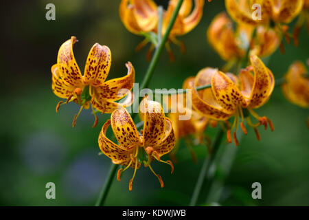 Lilium martagon Megan, Lilie, Lilien, Orange, Gelb, Blume, Blumen, Stauden, Sommer, Schatten, Schatten, Türken Kappe, RM Floral Stockfoto