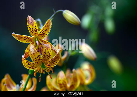 Lilium martagon Megan, Lilie, Lilien, Orange, Gelb, Blume, Blumen, Stauden, Sommer, Schatten, Schatten, Türken Kappe, RM Floral Stockfoto