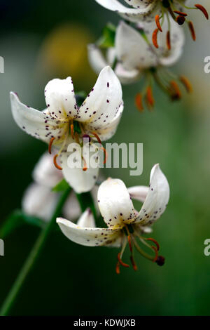 Martagon Lily, Lilium martagon Stargate, Lilie, Lilien, weiss, lila, Spots, getupft, gesprenkelt, Blume, Blumen, Stauden, Sommer, Schatten, Schatten, Turk Stockfoto