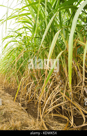 Eine Reihe von Zuckerrohr in einer Plantage in Queensland in Australien angebaut wird, Stockfoto