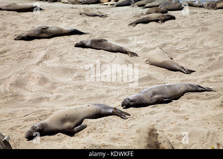 Seeelefanten, Piedras Blancas, San Simeon, San Luis Obispo County, Kalifornien, USA Stockfoto