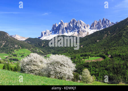 Die geisler im Hintergrund durch blühende Bäume verbessert. Villnösser Tal Südtirol Dolomiten Italien Europa Stockfoto